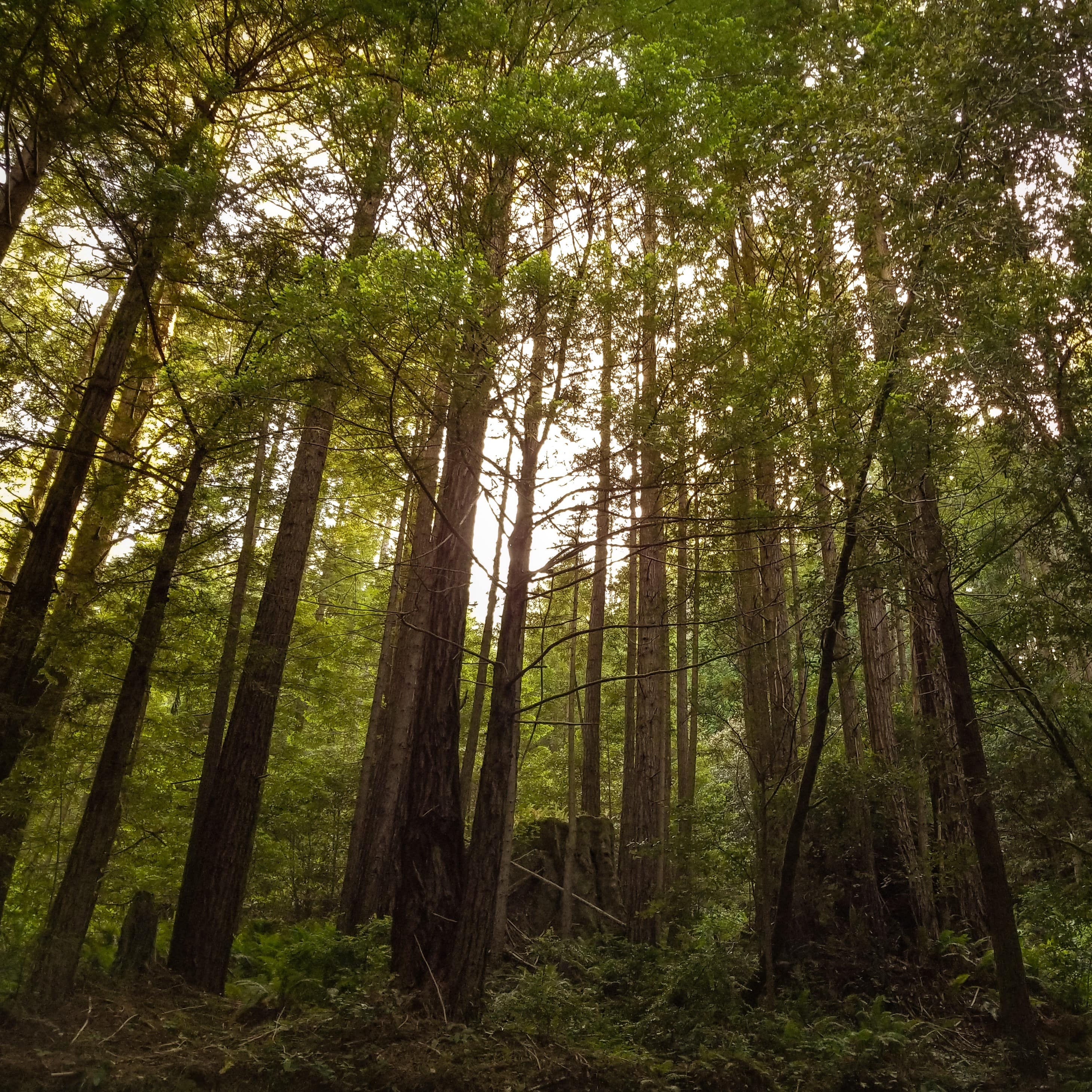 Mendocino Forest
